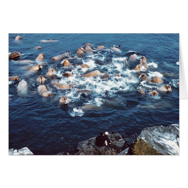 Walrus (Anverso (Horizontal))