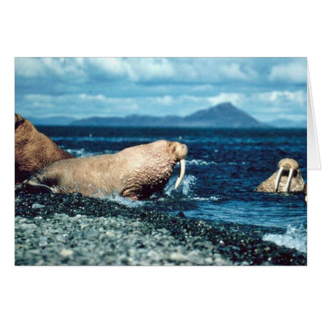 Walrus (Anverso (Horizontal))