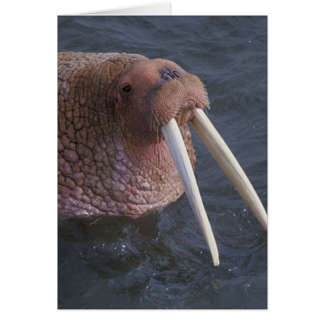 Walrus (Frente)