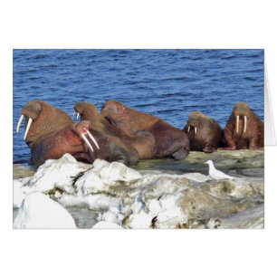 Walrus en el hielo del mar de Bering