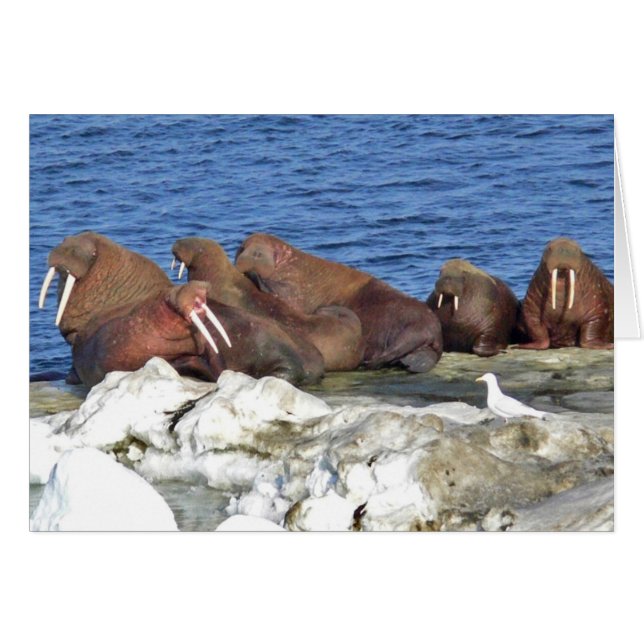 Walrus en el hielo del mar de Bering (Anverso (Horizontal))