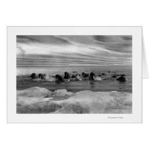 Walrus entre las inundaciones del hielo en el mar 