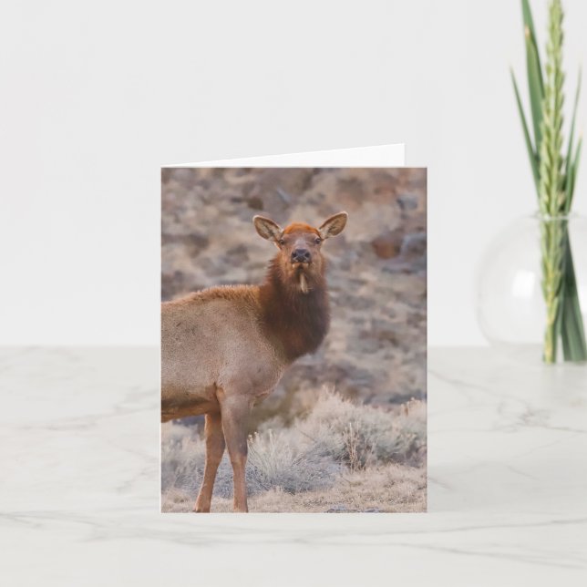 Wapiti Lady - Tarjeta de 4" x 5.6" (Anverso)