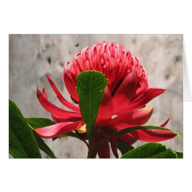 Waratah (Anverso (Horizontal))