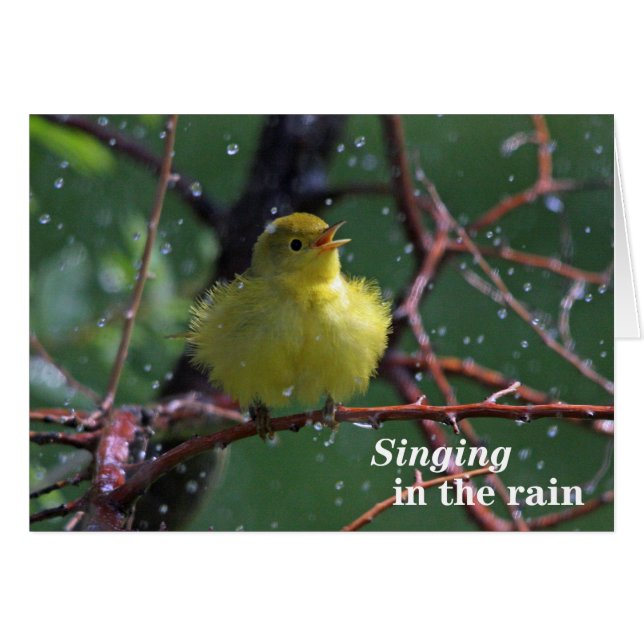 Warbler (Anverso (Horizontal))