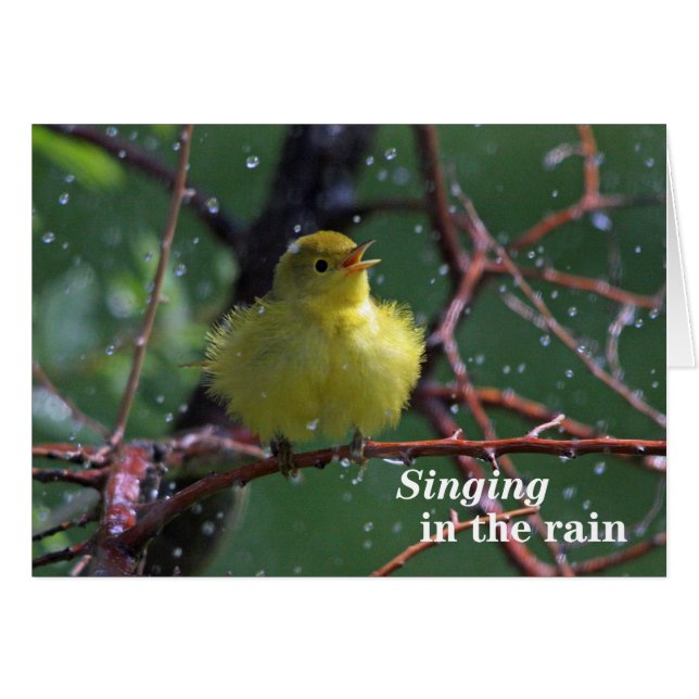 Warbler (Anverso (Horizontal))