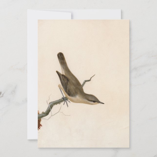 Warbler Reed Wren | William Lewin (Anverso)