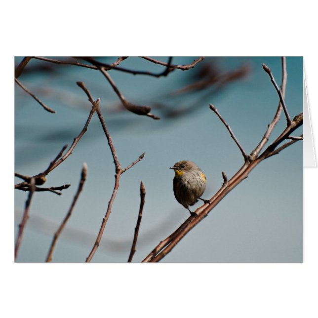 Warbler rumped amarillo 01 (Anverso (Horizontal))