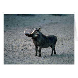 Warthog - Big Boar