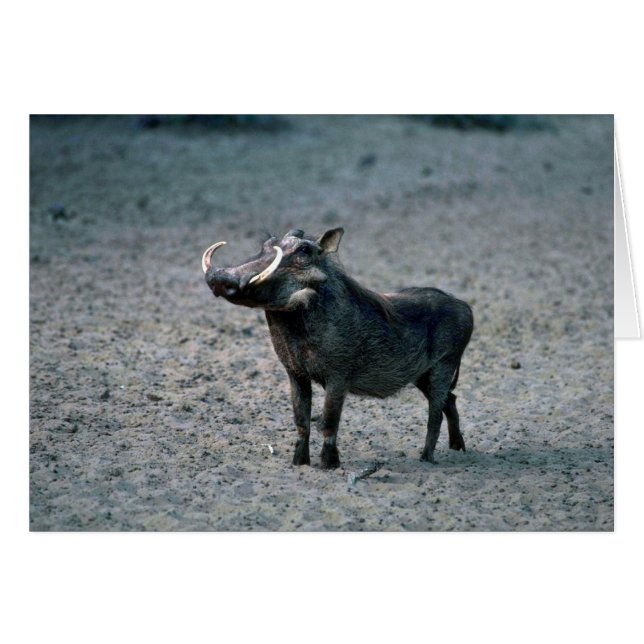Warthog - Big Boar (Anverso (Horizontal))