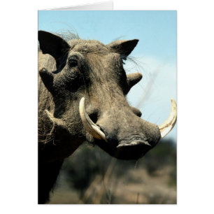 Warthog Close-Up