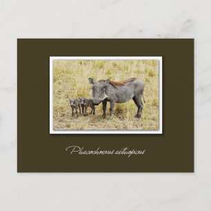 Warthog con lechones postales de safari