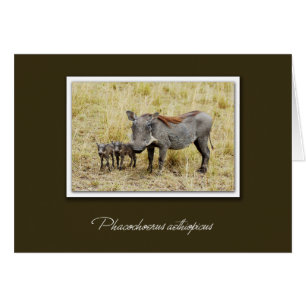 Warthog con lechones tarjetas de safari