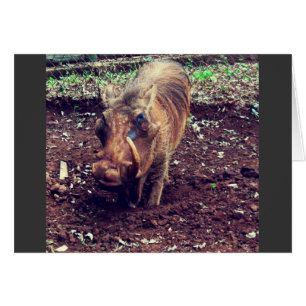 Warthog en Kenia