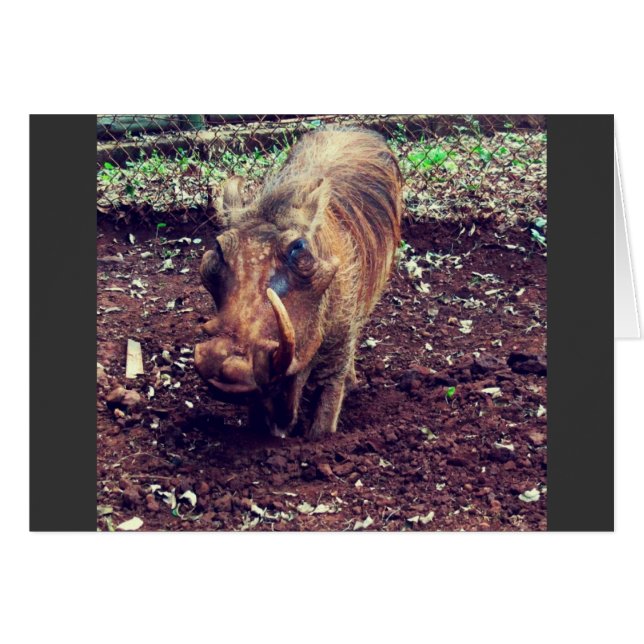 Warthog en Kenia (Anverso (Horizontal))