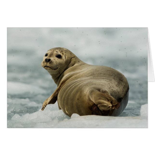 Wary Seal (Anverso (Horizontal))