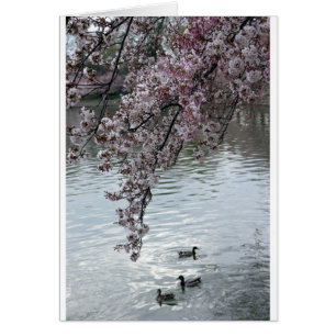 Washington DC de las flores de cerezo