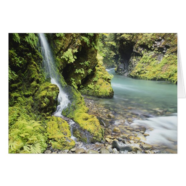 Washington, Parque Nacional Olímpico, Estacional (Anverso (Horizontal))