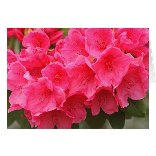 Washington, Seattle, Puget Sound, Discovery Park (Anverso (Horizontal))