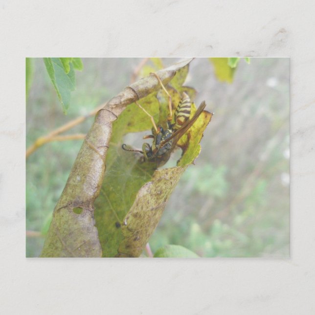 Wasp Comprobar la tarjeta postal web Spider (Anverso)