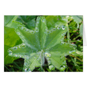 Wassertropfen en borde de hoja de mujer abrigo