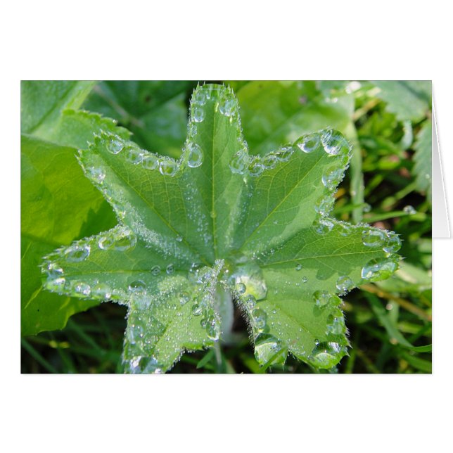 Wassertropfen en borde de hoja de mujer abrigo (Anverso (Horizontal))