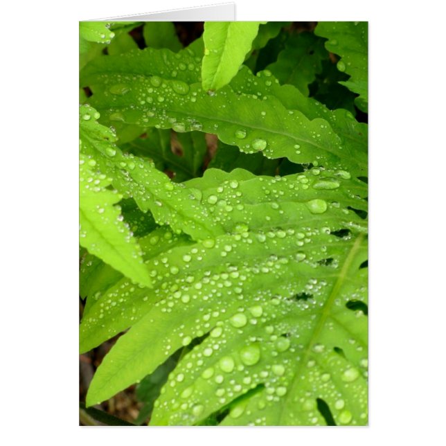 Water Drop Fern (Frente)