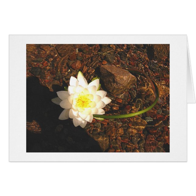 Water Lilly (Anverso (Horizontal))