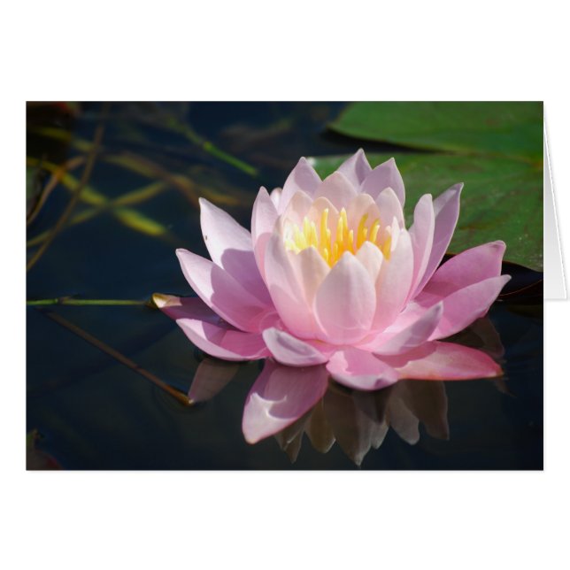 Water Lily Blank (Anverso (Horizontal))