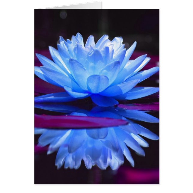 Water Lily Dream (Frente)