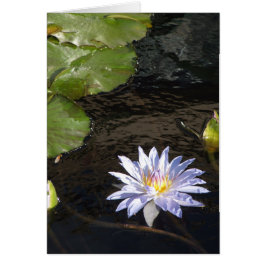 Water Lily Flower Blue Lavender Yellow Center