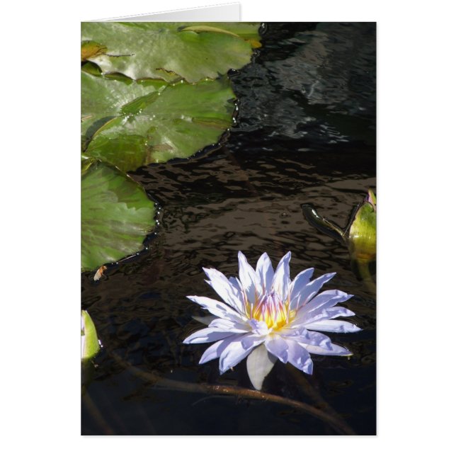 Water Lily Flower Blue Lavender Yellow Center (Frente)
