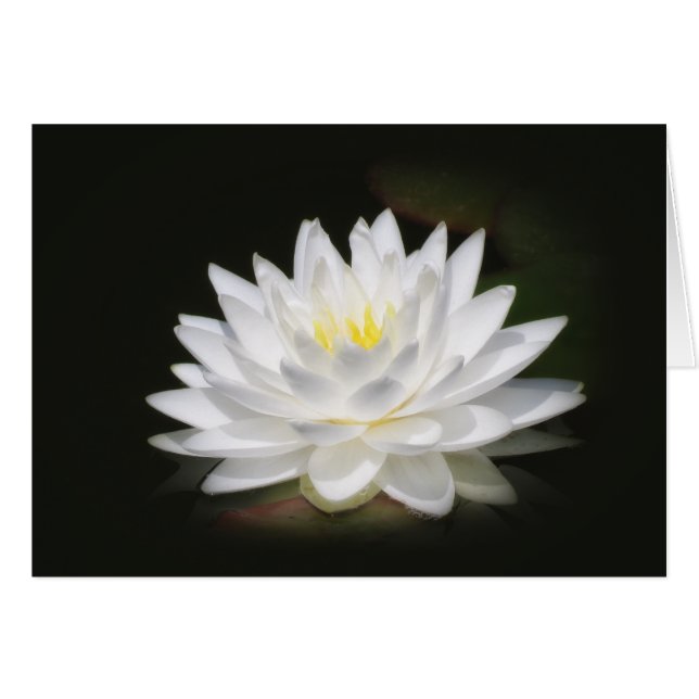 Water Lily Glow (Anverso (Horizontal))