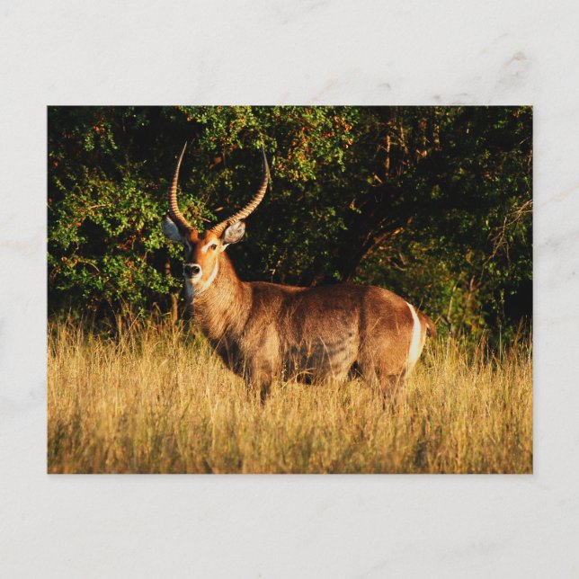 Waterbuck - tarjetas de felicitación safari (Anverso)
