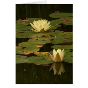 Waterlilies blanco