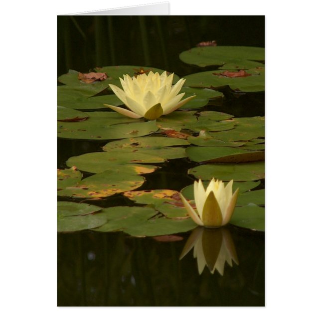 Waterlilies blanco (Frente)