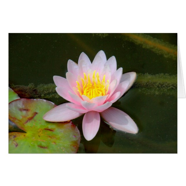 " Waterlilly " (Anverso (Horizontal))