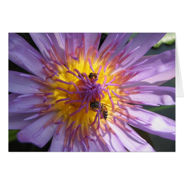 Waterlily (Anverso (Horizontal))