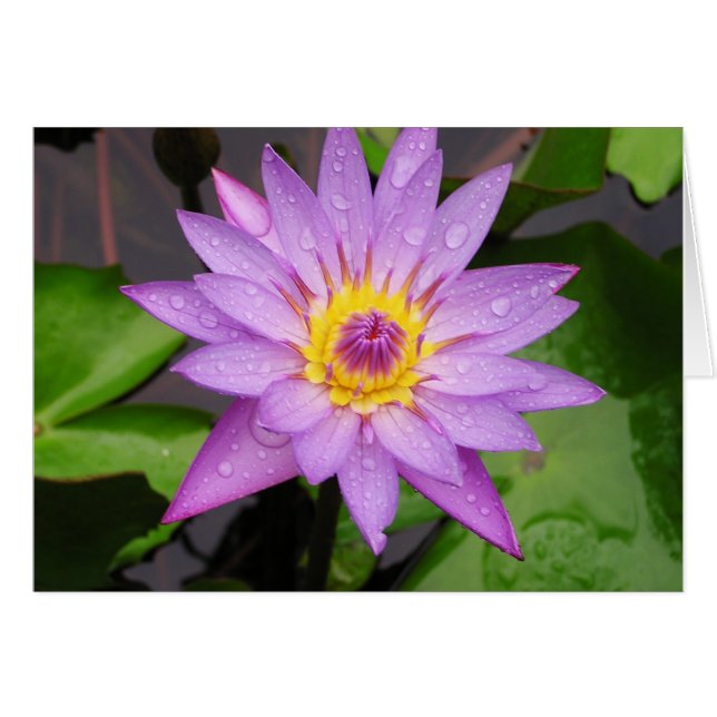 Waterlily (Anverso (Horizontal))