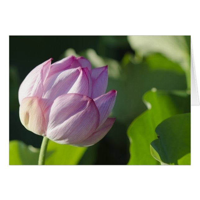 WaterLily (Anverso (Horizontal))