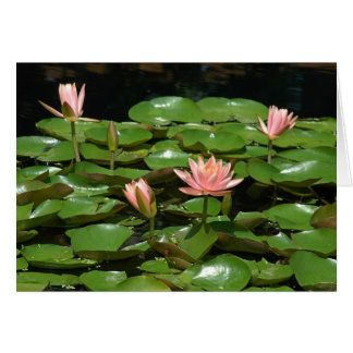 Waterlily 4