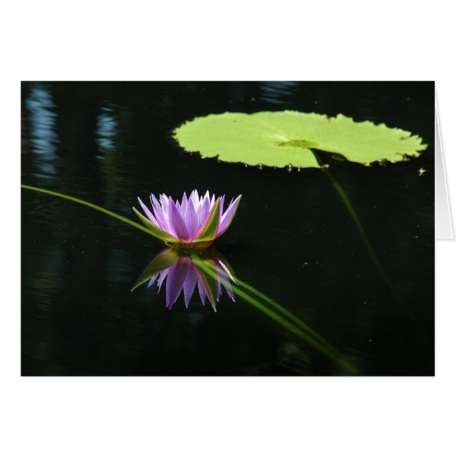 Waterlily 7 (Anverso (Horizontal))