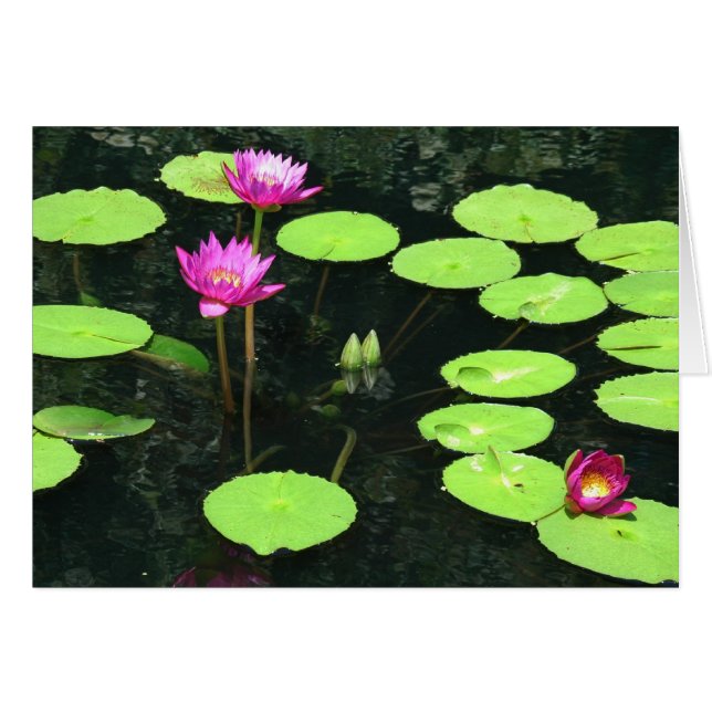 Waterlily 9 (Anverso (Horizontal))