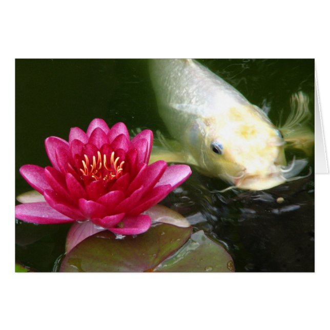 Waterlily con Koi (Anverso (Horizontal))