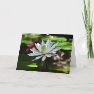 Waterlily - Tarjeta en blanco