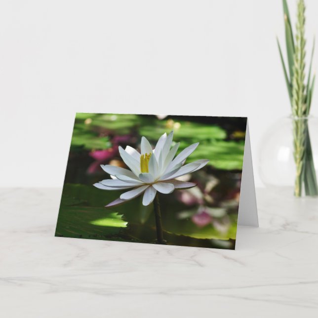 Waterlily - Tarjeta en blanco (Anverso)