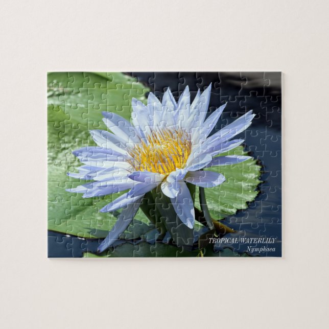Waterlily Water Lily Jigsaw Juego del rompecabezas (Horizontal)