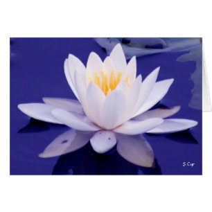Waterlily Wonder, S Cyr