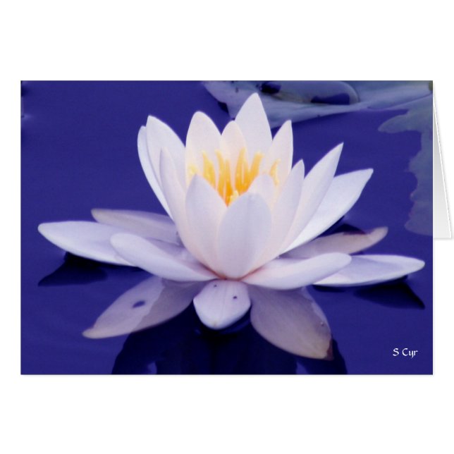 Waterlily Wonder, S Cyr (Anverso (Horizontal))