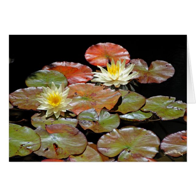 Waterlios II (Anverso (Horizontal))